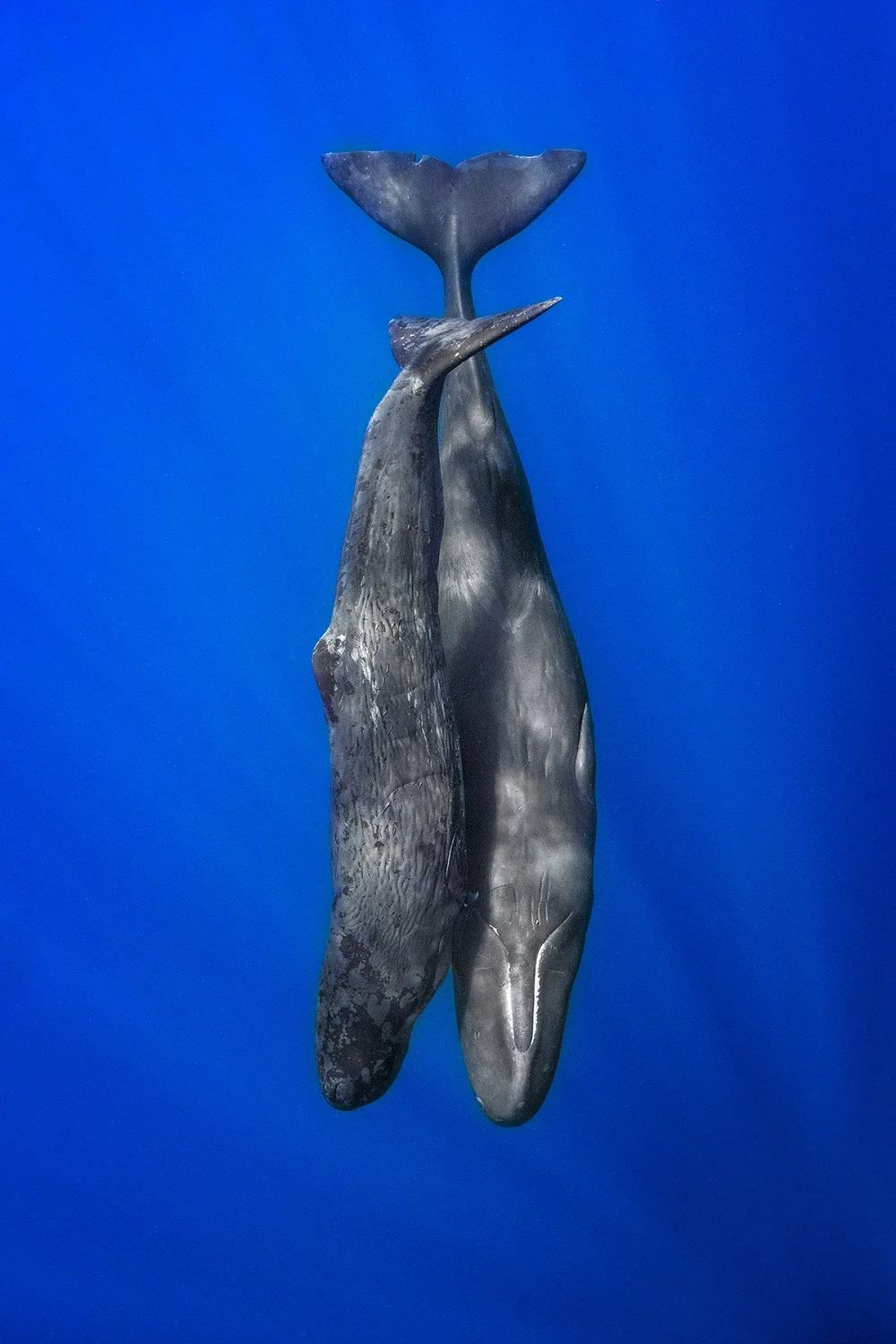 صغير حوت العنبر يسبح ملتصقاً بأمه. التُقطت الصورة في دومينيكا. كات جو/جوائز مصور المحيط لعام 2023