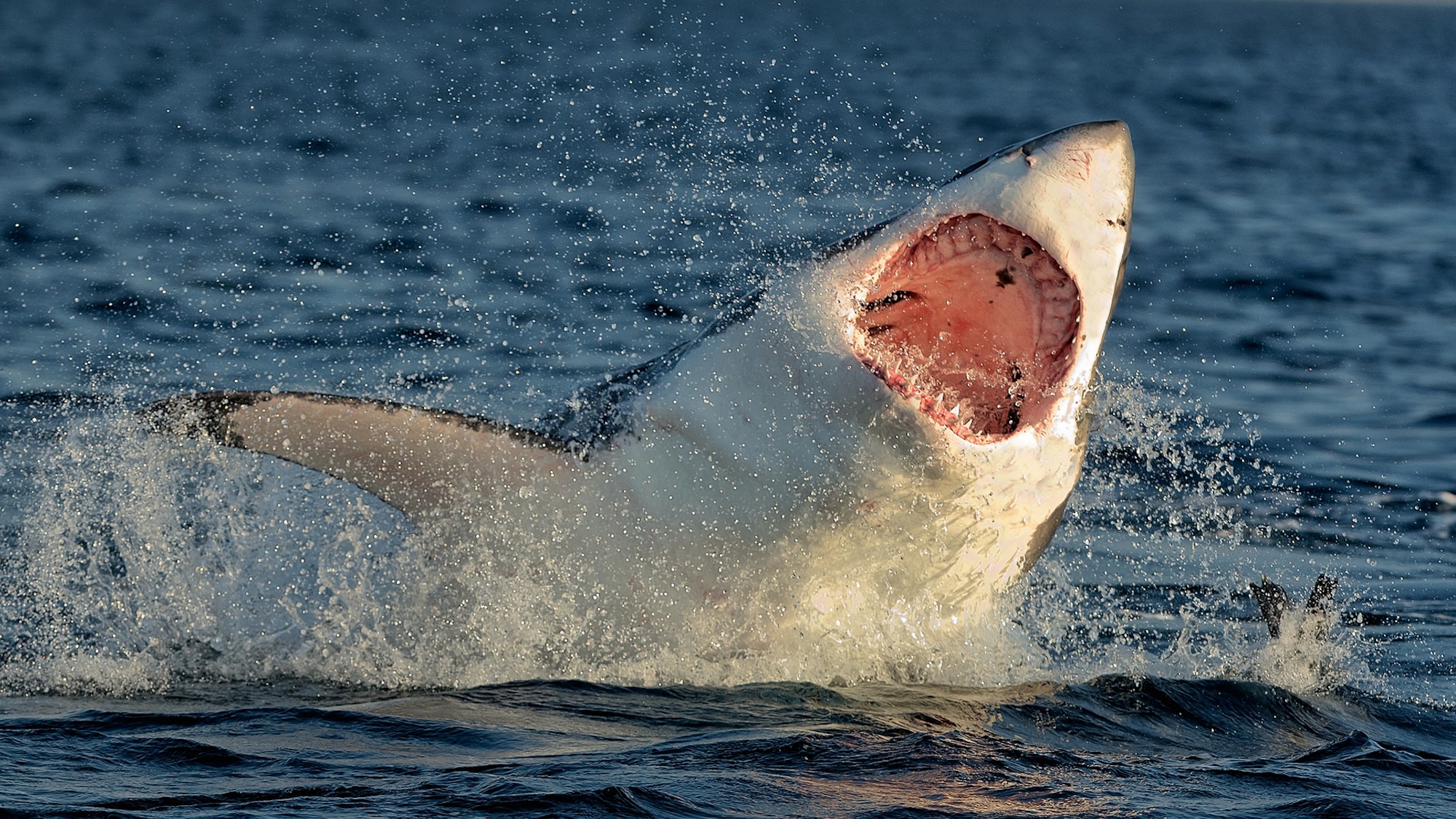 أجمل الكهوف على الأرض, بوبساي