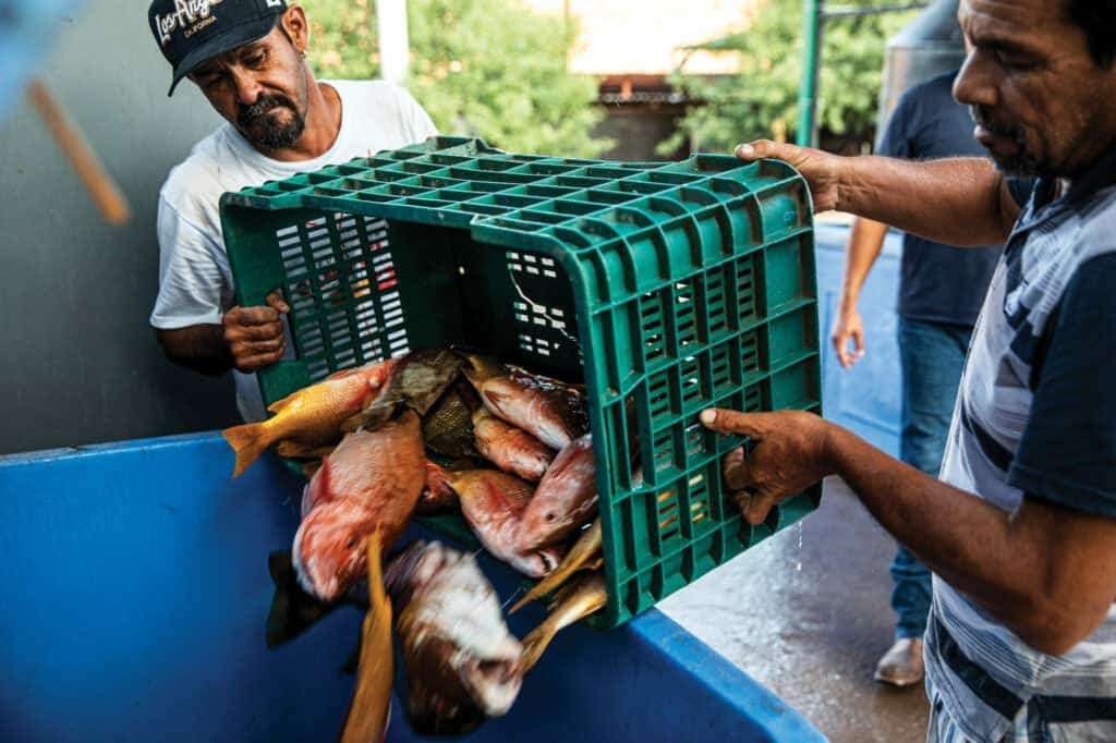 كيف تقود التكنولوجيا استدامة الصيد البحري بعد الجائحة؟