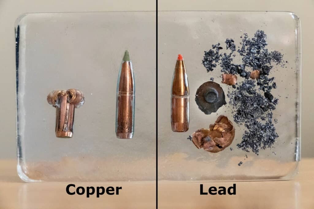 التسمم بالرصاص تهديدٌ آخر يواجه النسور