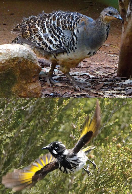 طيور, انقراض, غابات, شجر, الحياة على الأرض, بيئة, حراق الغابات