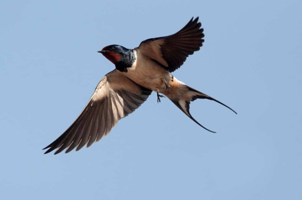 ما هي الطيور البرية التي يمكن أن تنقل البكتيريا إلى المنتجات الزراعية؟