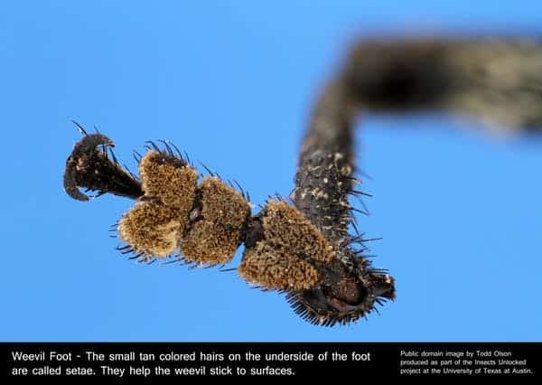 التصاق الحشرات بالأسقف