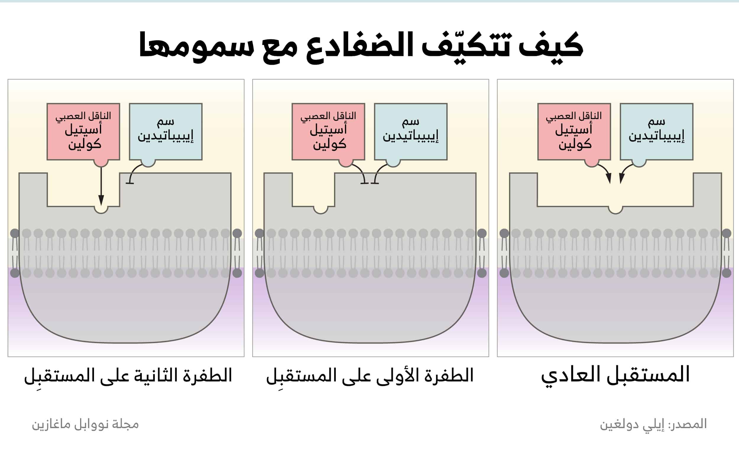 يعمل سم إيبيباتيدين، وهو سمّ عالي الفعالية يستخدمه بعض أنواع الضفادع السامة، من خلال الارتباط بمستقبلات الناقل العصبي أسيتيل كولين (على اليسار)، يؤدي ذلك إلى تنشيط المستقبل على نحو غير سليم، ما يؤدي بدوره إلى اضطراب النشاط العصبي الطبيعي. تكيّفاً مع وجود هذا السم، تمتلك الضفادع السامة طفرة في مستقبل الناقل العصبي أسيتيل كولين تغير شكل هذا المستقبل بطريقة تمنع سم إيبيباتيدين من الارتباط بفعالية (في وسط الصورة)، ولكنها تمنع أسيتيل كولين من الارتباط أيضاً. لذلك، طورت الضفادع طفرة ثانية في شكل المستقبل تمنح أسيتيل كولين القدرة على الارتباط مع المستقبل وتمنع سم إيبيباتيدين من الارتباط، ما يعيد الوظيفة العصبية إلى وضعها الطبيعي.