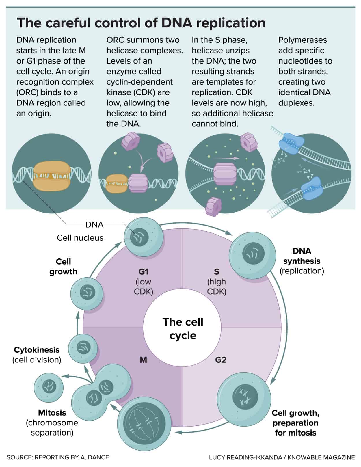 تبدأ مرحلة إطلاق عملية تضاعف الحمض النووي بنهاية مرحلة الانقسام الخلوي التي سبقتها، وتستمر خلال المرحلة من دورة الخلية التي تحمل اسم مرحلة جي 1. يبدأ تركيب الحمض النووي خلال مرحلة إس. تعد مستويات البروتين الذي يحمل اسم سي دي كيه ضرورية لضمان عدم تكرار مضاعفة الجزء نفسه من الحمض النووي أكثر من مرة. عندما تكون مستويات هذا البروتين منخفضة، تستطيع إنزيمات الهيليكاز الالتصاق بالحمض النووي والبدء بفك الحلزون المزدوج. لكن الربط التكراري لا يحدث لأن مستويات بروتين سي دي كيه ترتفع، ما يمنع إنزيمات الهيليكاز من الارتباط مرة أخرى.