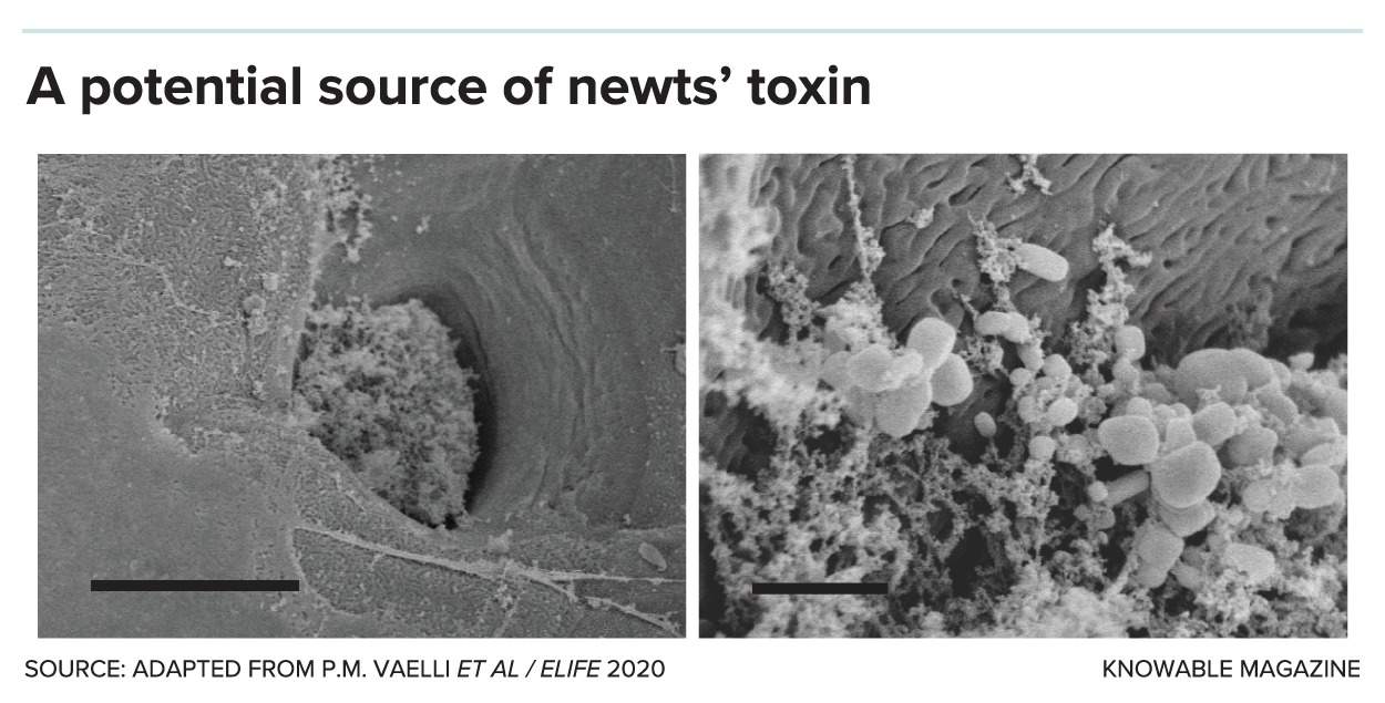 التجمعات البكتيريّة على جلد سمادل المحيط الهادئ المائية وفي غددها. بيّن الباحثون أن بعض أنواع هذه البكتيريا قادر على إنتاج سم تيترودوتوكسين. يشير ذلك إلى أن هذه السمادل تحصل على سمومها من البكتيريا، ولكن هذا غير مثبت بعد.