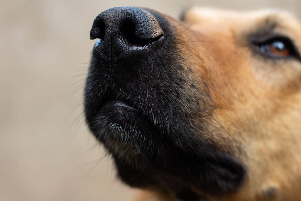 الكلاب تكشف عن الامراض