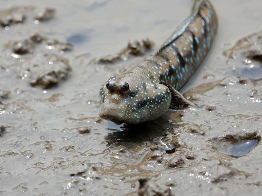 الأسماك الرئوية