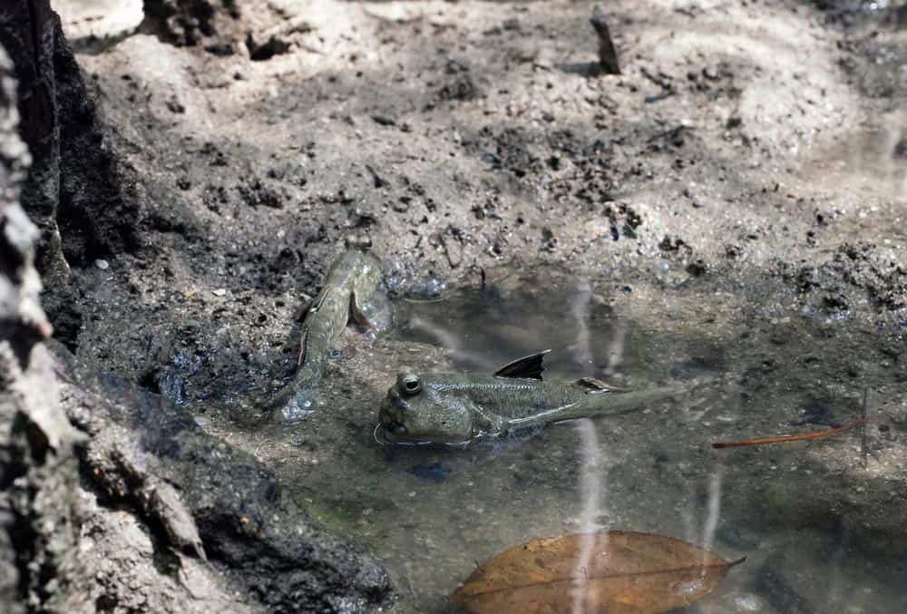 الأسماك الرئوية