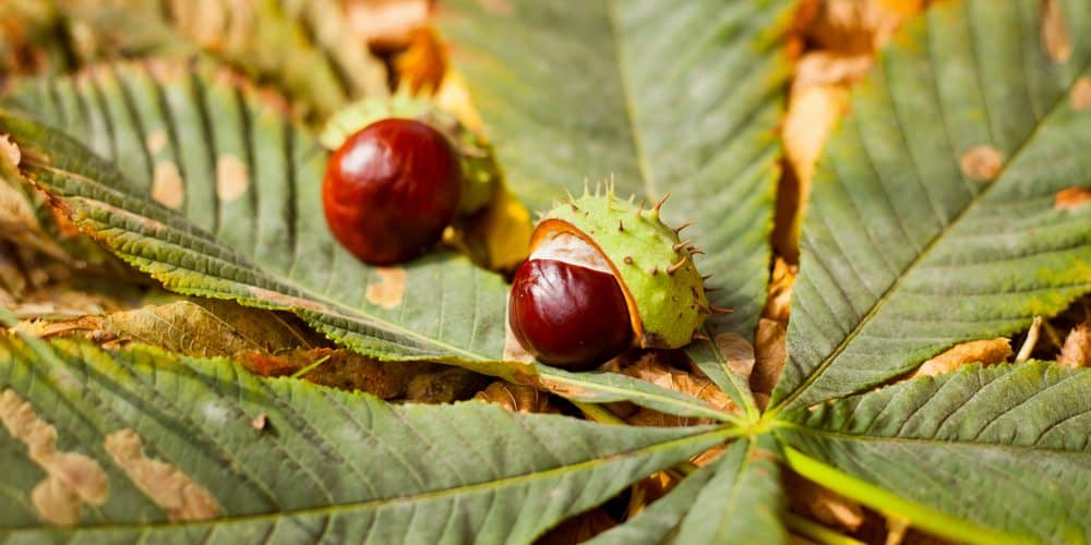 كستناء الحصان لردع تجمعات العناكب