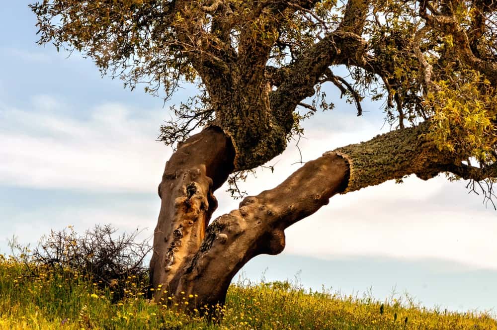 حقوق الصورة: shutterstock.com/ Bos11