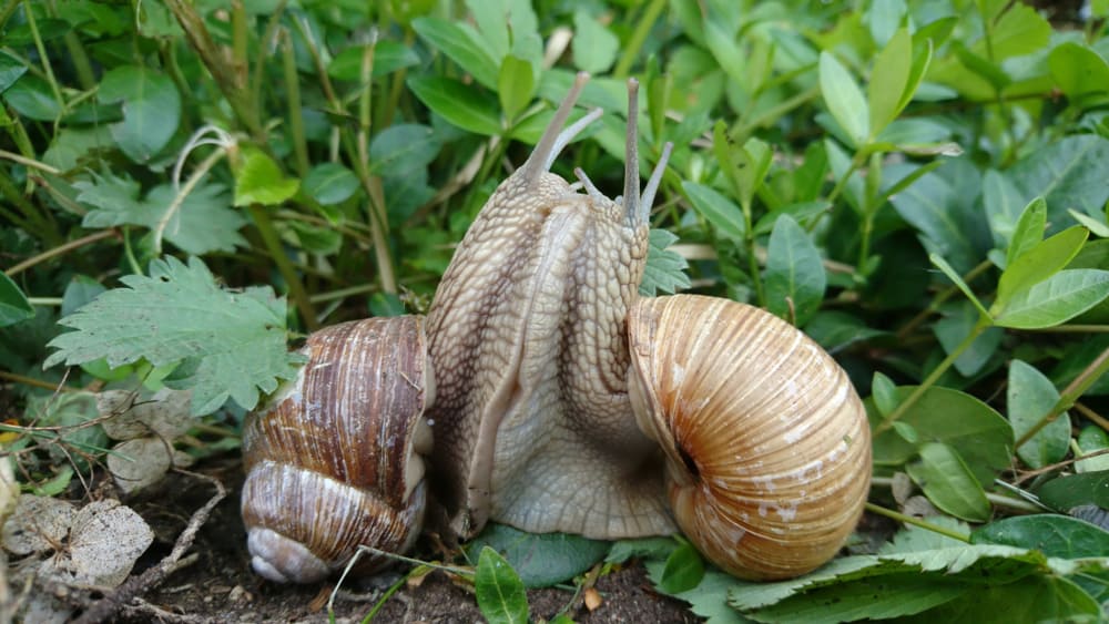 حلزون الأرض وسهم حبه