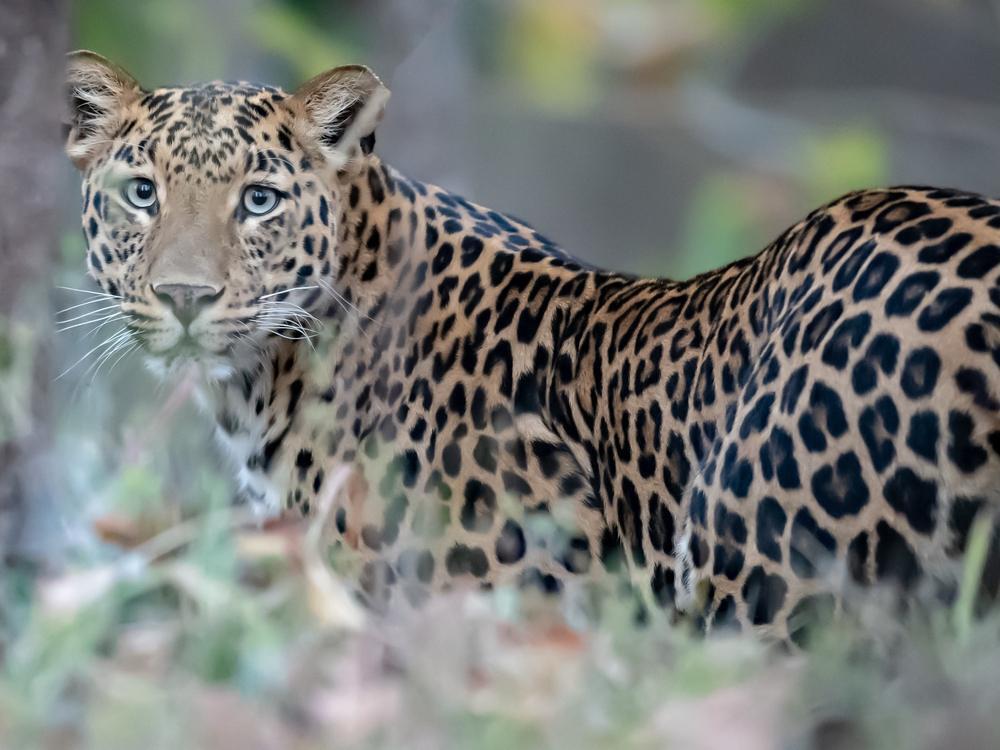 حقوق الصورة: shutterstock.com/ Vladimir Turkenich