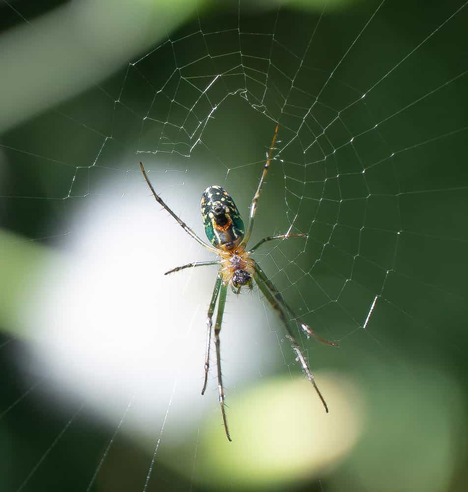 العنكبوت الغازل للنسيج