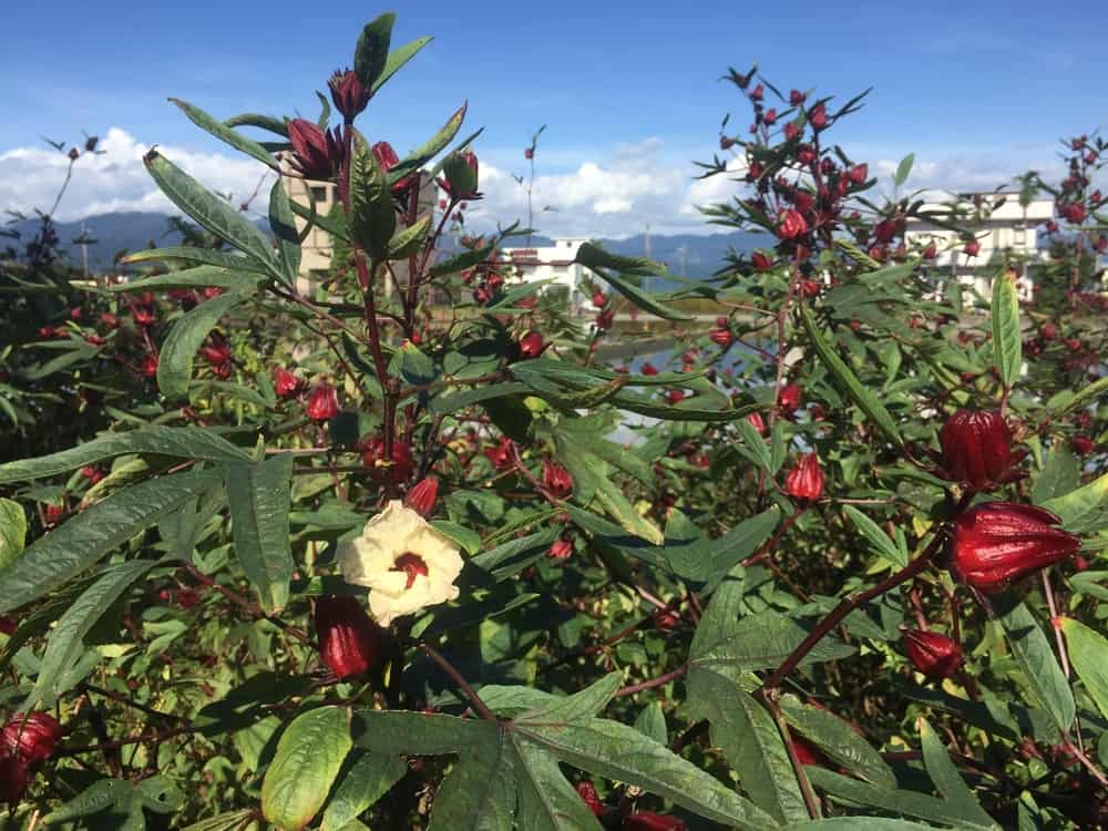 لشتاء دون زكام: إليك 10 فوائد صحية للكركديه تجعله أفضل العلاجات الطبيعية