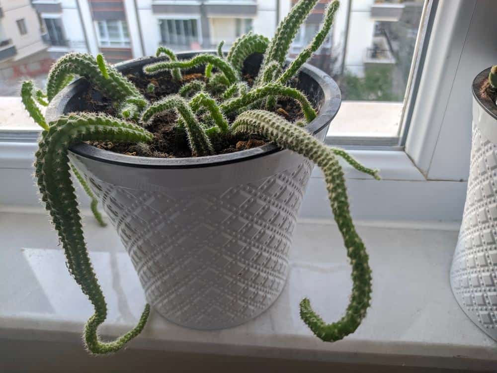 صبار ذيل الفأر