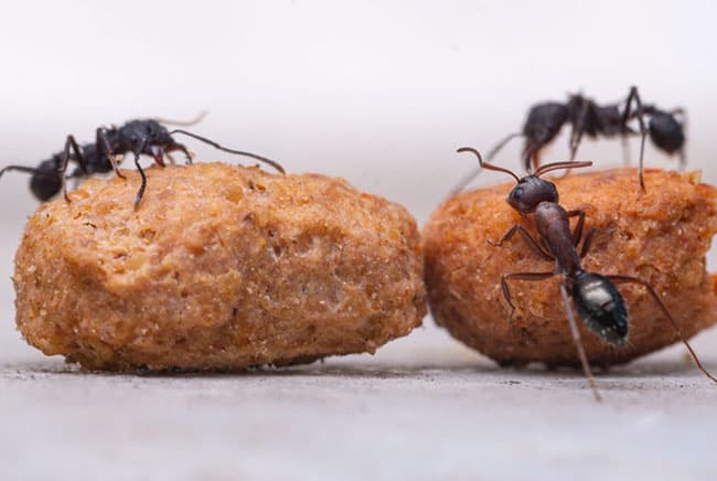 التباعد الاجتماعي, أمراض معدية, النمل, عالم الحيوان