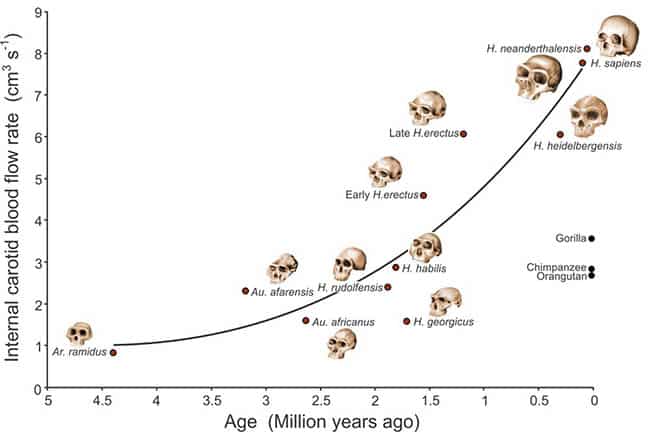 أسلاف البشر, نظرية التطور, الإنسان, الذكاء, متحف