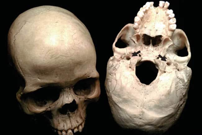 أسلاف البشر, نظرية التطور, الإنسان, الذكاء, متحف