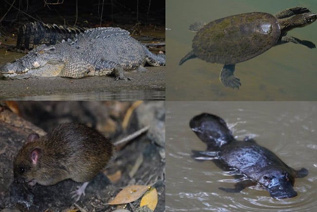 انقراض, غابات, شجر, الحياة على الأرض, بيئة, حراق الغابات