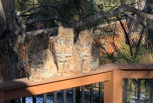 الوشق الأحمر, قطط, قط بري, حيوانات