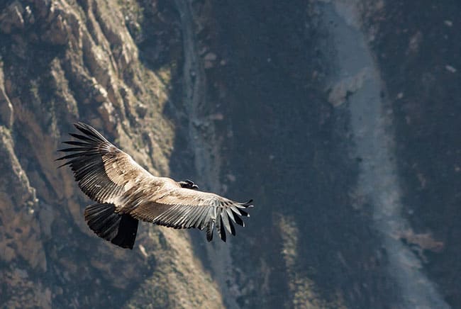 طائر الكوندور, التنوع الحيوي, انقراض