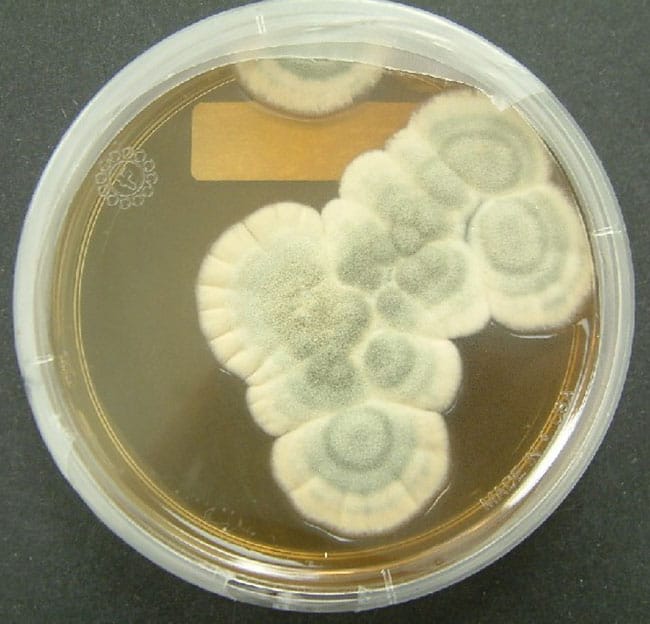 انفلونزا, جراثيم, برد, فصل الشتاء